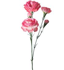 Elegance nejlika 65 cm Rosa - Mr Plant - Bonus M&ouml;bler