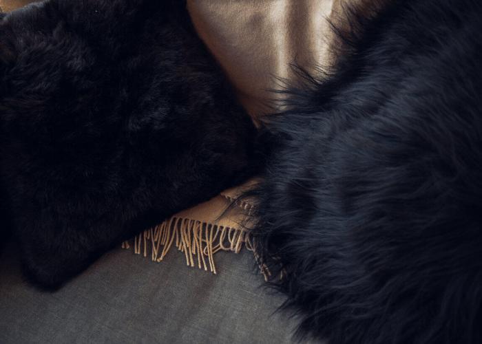 Bild 16, Icelandic Sheepskin Wild Black - Cuero Design - Bonus Möbler
