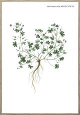 Nordic Flora 1 21X30 Tr&auml;ren - Hoei - Bonus M&ouml;bler